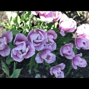 Meet your Posher, Susan